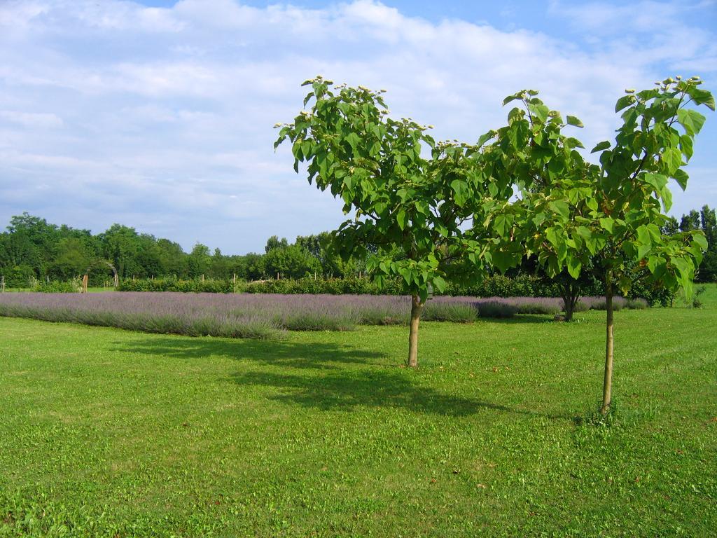 Agriturismo Domus Magna Povoletto Exterior foto